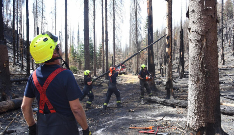 Zubři mohou být prevencí proti požárům národních parků, upozorňují odborníci