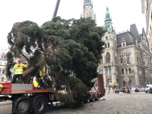 Hledá se vánoční strom pro náměstí před radnicí. Musí být z Liberce