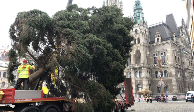 Hledá se vánoční strom pro náměstí před radnicí. Musí být z Liberce