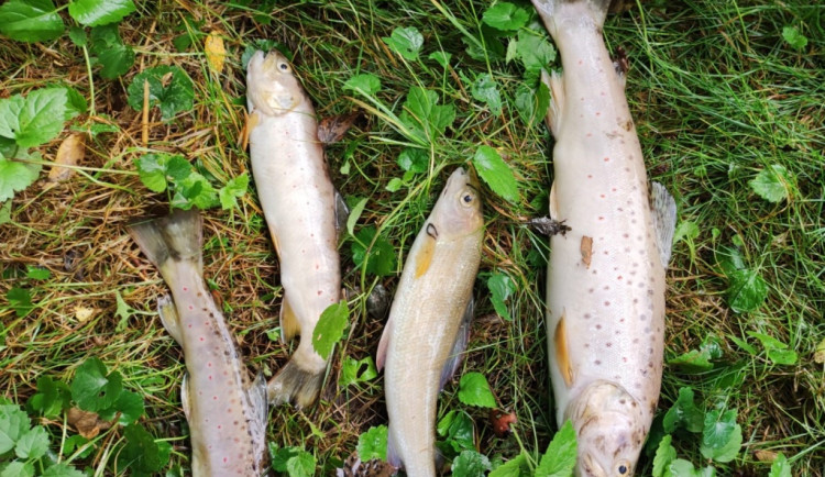 V Mohelce uhynuly tisíce ryb. Náprava potrvá roky