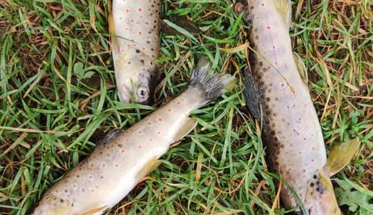 Policie hledá svědky masivního úhynu ryb na Liberecku před dvěma týdny