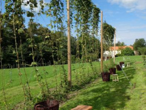 Ve Frýdlantu se pět česal chmel. Pivovar Albrecht z něj uvaří piva Hospodář, Čeledín a Kočí