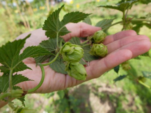 Ve Frýdlantu se pět česal chmel. Pivovar Albrecht z něj uvaří piva Hospodář, Čeledín a Kočí