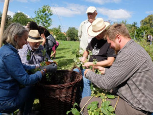 Ve Frýdlantu se pět česal chmel. Pivovar Albrecht z něj uvaří piva Hospodář, Čeledín a Kočí