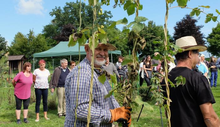 Ve Frýdlantu se pět česal chmel. Pivovar Albrecht z něj uvaří piva Hospodář, Čeledín a Kočí