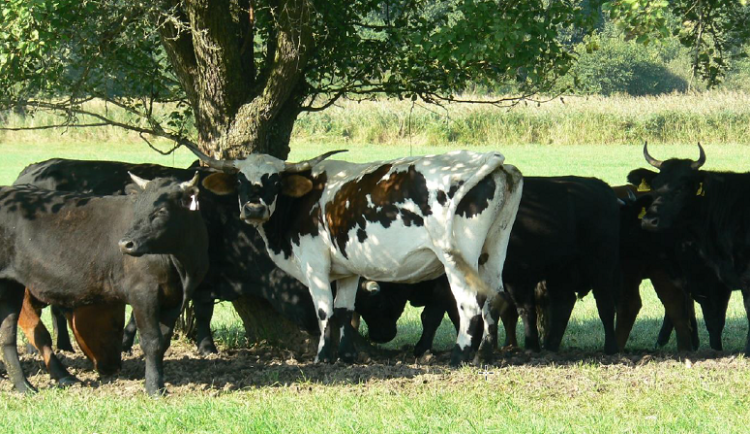Uniklé stádo skotu na Českolipsku našel chovatel koní na své pastvině. Majiteli hrozí pokuta