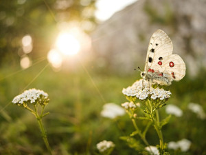 V Krkonoších připravují utajené místo pro vysazení kriticky ohroženého motýla