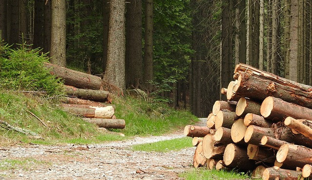 Městské lesy Liberec kvůli velkému zájmu už odmítají zájemce o palivové dříví