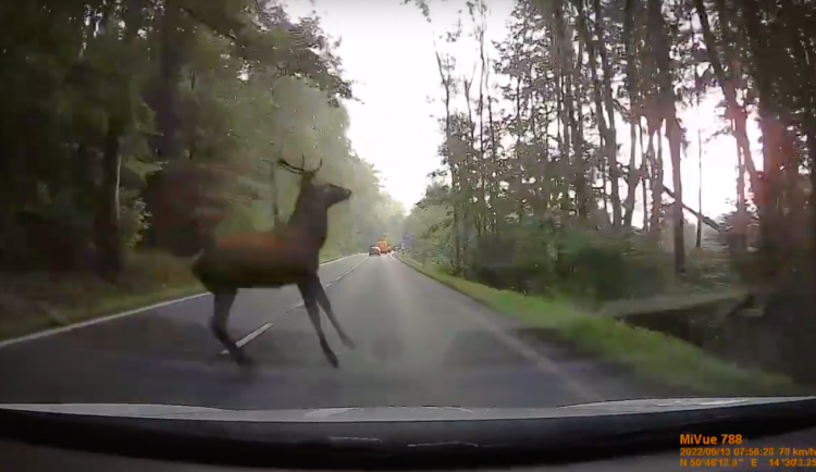 Centimetry od srážky. Řidiči skočil do cesty jelen, vše zachytila palubní kamera