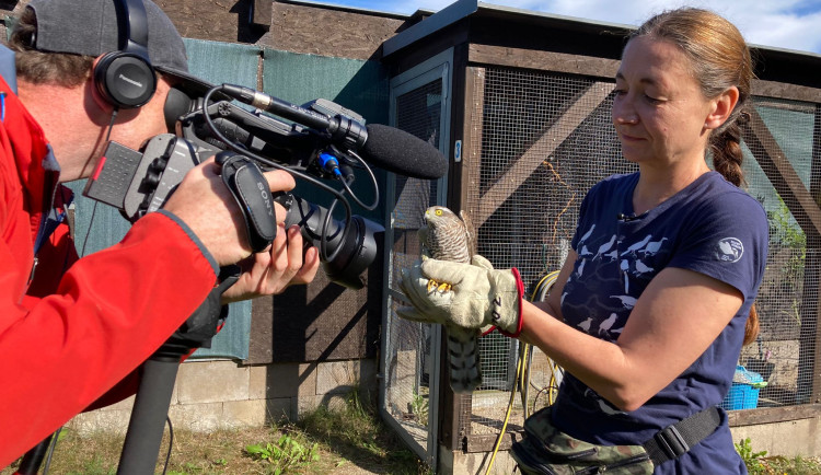 V liberecké záchranné stanici Archa vzniká dokument. Seznámí veřejnost s tím, jak správně pomoci živočichům