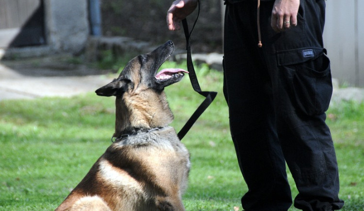 V sobotu se uskuteční soutěž psů v poslušnosti i obraně. Liberecký pohár se uskuteční po jednačtyřicáté