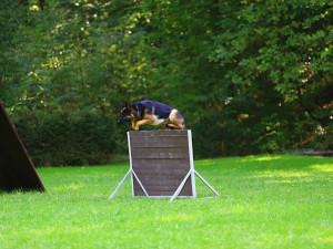 Celostátní soutěže v Pavlovicích se zúčastnily tři desítky psů. Měřili své síly v poslušnosti a obraně