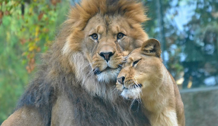 Udělejte si čas v sobotu 8. října na Den zvířat v Zoo Liberec