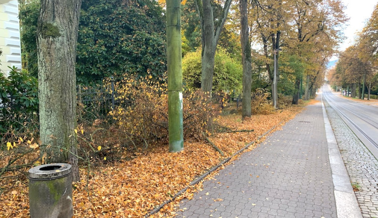 Na Masaryčce probíhá prořezávka aleje. Některé lípy nechá město pokácet