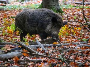 Divoká prasata se častěji objevují na okraji Jablonce. Láká je tam odhazovaný bioodpad