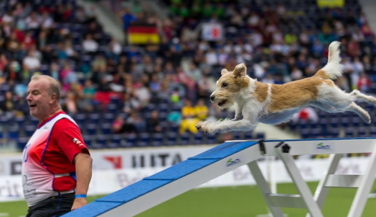 Do Liberce se po šesti letech vrátí světový šampionát v agility. Zúčastní se týmy z 55 zemí