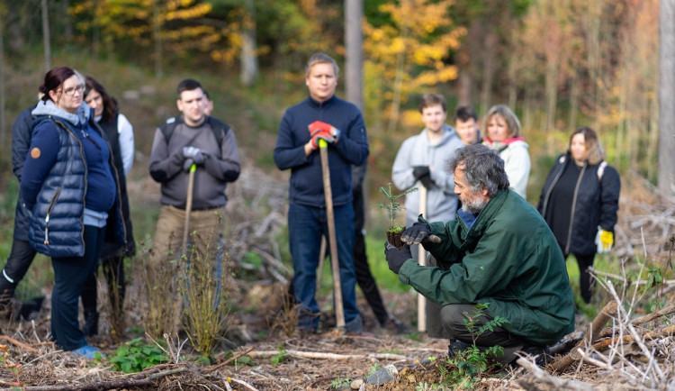 V lesích na Liberecku zasadí dobrovolníci 70 tisíc stromků. Hlavně chybějící druhy