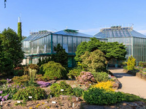 Botanická zahrada v Liberci pomohla navrátit vzácný lomikámen na Riegrovu stezku