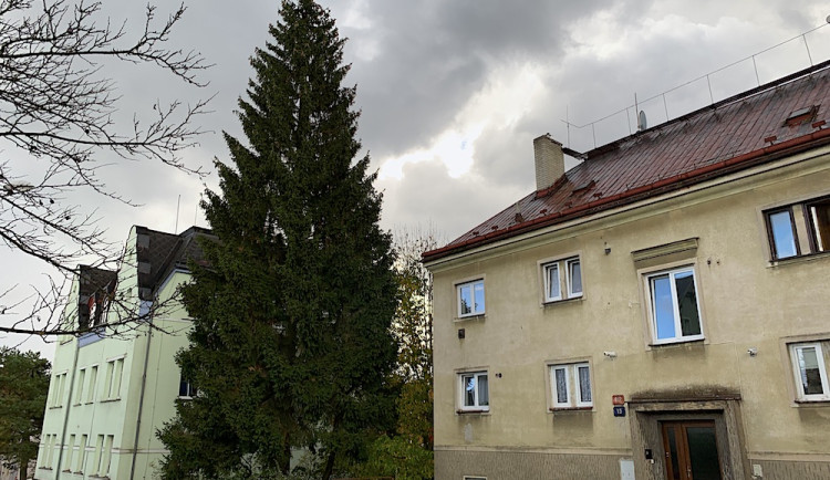 Liberec vybral vánoční strom, na náměstí přijede z Husitské ulice. Adventní program proběhne bez omezení