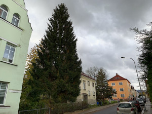 Liberec vybral vánoční strom, na náměstí přijede z Husitské ulice. Adventní program proběhne bez omezení