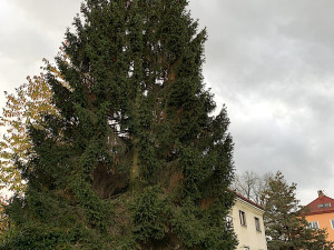 Liberec vybral vánoční strom, na náměstí přijede z Husitské ulice. Adventní program proběhne bez omezení