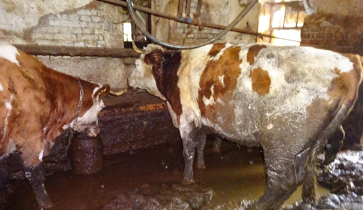 Týraný skot na Semilsku. Veterinární správa odebrala chovateli tři desítky kusů dobytka