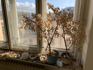 Stát nabízí liberecký Skloexport na prodej. Budou v něm kanceláře a byty?