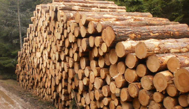 Lesníci evidují růst krádeží dřeva, k ochraně před zloději dávají do klád čipy
