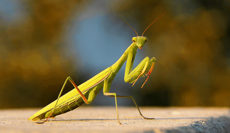 U Osečné na Liberecku byla nalezena kudlanka nábožná. Za migrací zvířat stojí globální oteplování