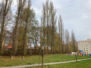 Ve Frýdlantu budou o víkendu kácet nebezpečné topoly u Rákosníčkova hřiště. Přilehlé parkoviště se uzavře