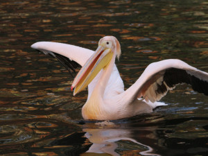 Při odchytávání pelikánů poprvé použila liberecká zoo pramici s elektromotorem