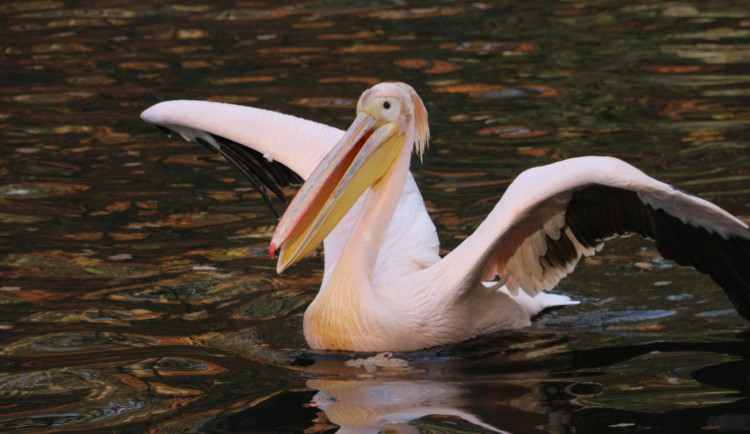 Při odchytávání pelikánů poprvé použila liberecká zoo pramici s elektromotorem