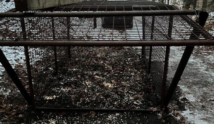 Divočáky bude Jablonec regulovat lovem i odchytovou klecí. Té se mají lidé vyhnout