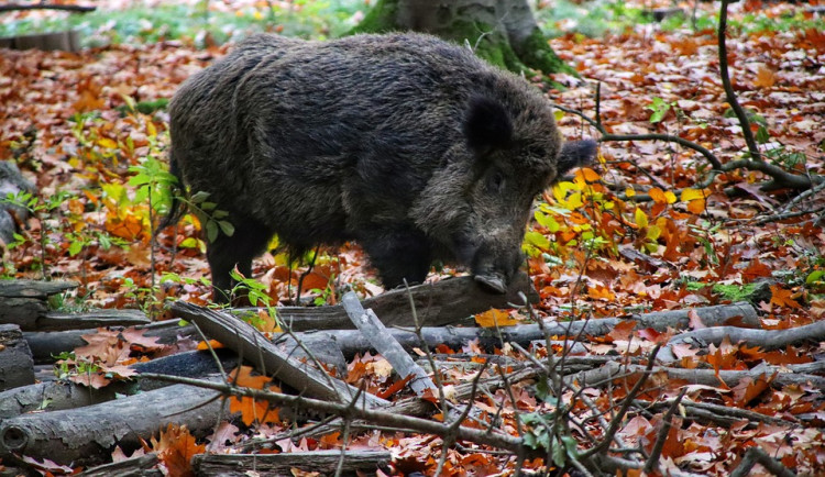 V Jablonci začal platit noční zákaz vstupu do lesů kvůli odchytu divočáků