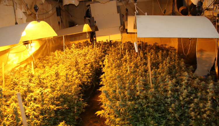 Kriminalisté odhalili na Jindřichohradecku pěstírnu konopí. Zabavili přes dvě stovky rostlin