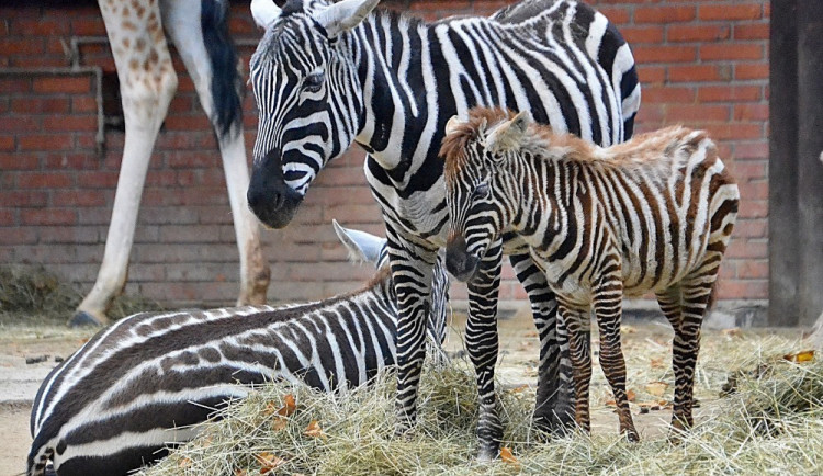 Žirafy, levharti a zebry v liberecké zoo budou mít nové výběhy. Kraj bude hledat projektanta