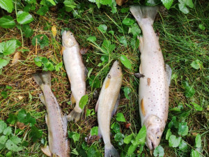 Příčinu srpnového úhynu ryb na Liberecku policie nezná, posudky nepomohly
