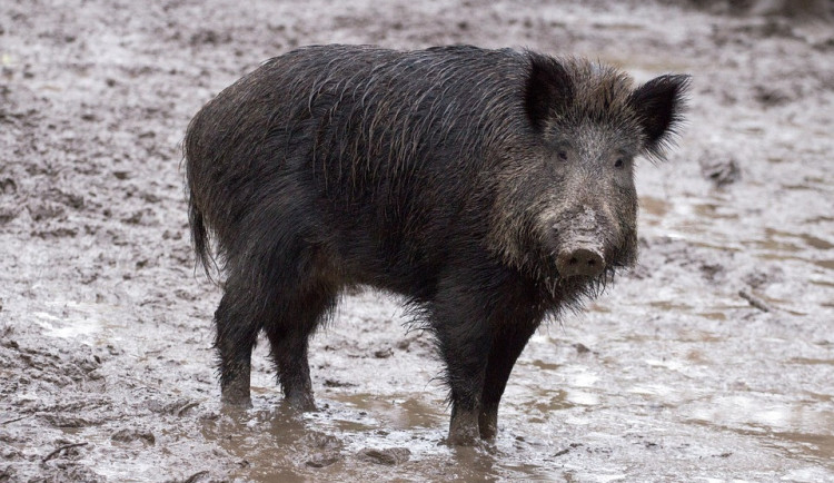 Myslivci budou na Liberecku kvůli moru prasat vyhledávat uhynulá zvířata