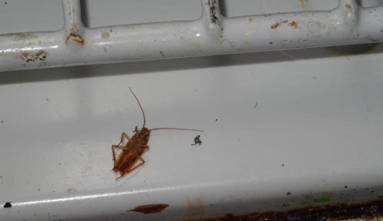 Mrtví švábi v lednici. Inspekce zavřela oblíbenou asijskou restauraci Met