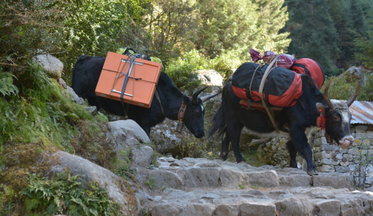 SAMA V NEPÁLU: Cesta z Lukly do Monjo aneb zvířecí bobky a moč