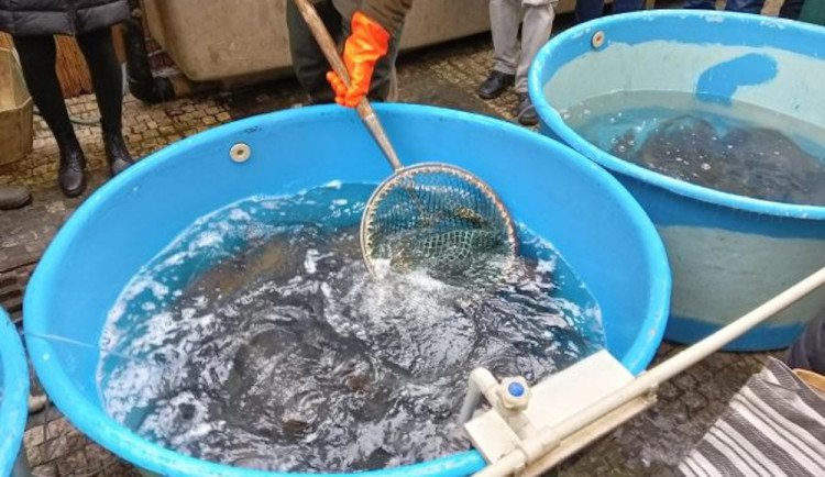 V kraji je nahlášeno přes 60 prodejních míst s kapry. Veterináři začnou s jejich kontrolou