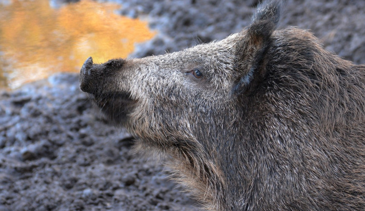 Při uzavírce lesů v Jablonci se prasata ulovit nepovedlo, lidé ji nerespektují