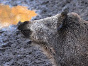 Při uzavírce lesů v Jablonci se prasata ulovit nepovedlo, lidé ji nerespektují