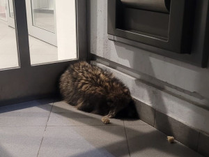 Psík mývalovitý překvapil ženu u bankomatu v centru města. Zraněné zvíře i přes pomoc veterinářky uhynulo
