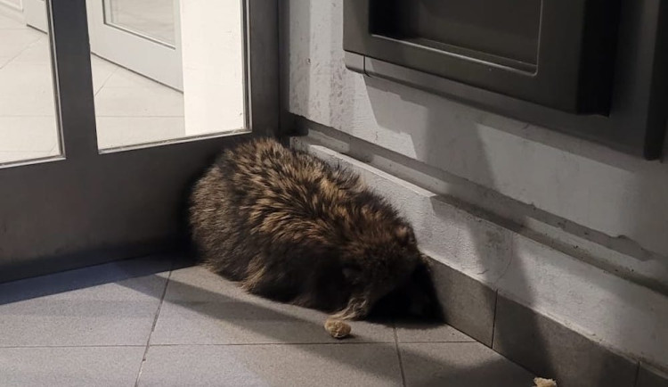 Psík mývalovitý překvapil ženu u bankomatu v centru města. Zraněné zvíře i přes pomoc veterinářky uhynulo