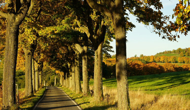 O hlasy veřejnosti se uchází i alej Albrechtice na Vítkově u Chrastavy.