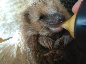 Smutný konec záchrany mláděte jeřába i taxi pro kachny. Záchranná stanice Archa loni ošetřila 1551 zvířat