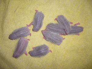 Smutný konec záchrany mláděte jeřába i taxi pro kachny. Záchranná stanice Archa loni ošetřila 1551 zvířat