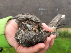 Smutný konec záchrany mláděte jeřába i taxi pro kachny. Záchranná stanice Archa loni ošetřila 1551 zvířat