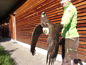 Smutný konec záchrany mláděte jeřába i taxi pro kachny. Záchranná stanice Archa loni ošetřila 1551 zvířat
